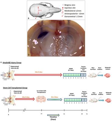 CD34 and CD117 Stemness of Lineage-Negative Cells Reverses Memory Loss Induced by Amyloid Beta in Mouse Model